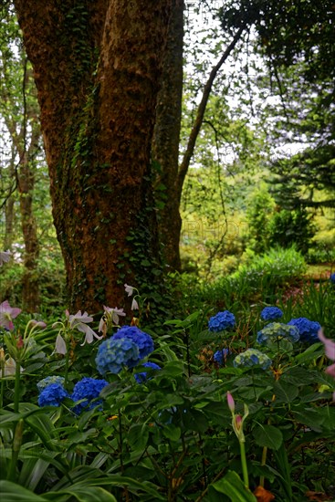 A garden path with blooming blue hydrangeas and lush greenery, Terra Nostra Park, Furnas, Sao Miguel, Azores, Portugal, Europe