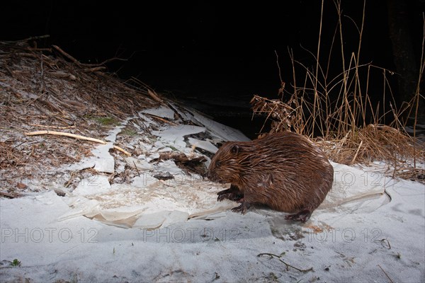 European beaver (Castor fiber) in winter at the beaver lodge, Thuringia, Germany, Europe