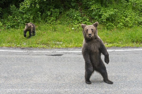 Two brown bears standing on a road, one of them upright, in a natural environment, European brown bear (Ursus arctos arctos), Transylvania, Carpathians, Romania, Europe