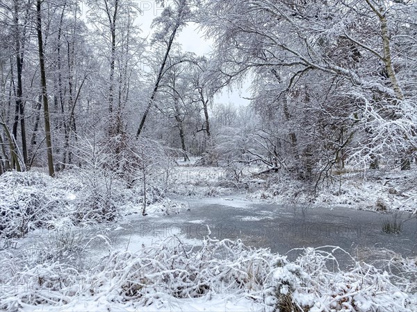 Frozen lake in the snow-covered forest around the Lindensee, Ruesselsheim am Main, Hesse, Germany, Europe