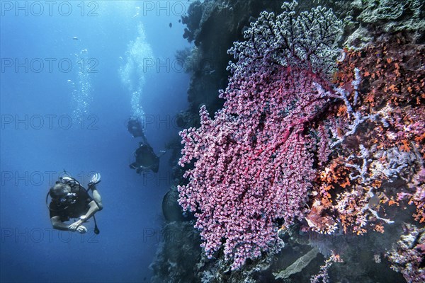 Godeffroy soft coral (Siphonogorgia godeffroyi), with divers, Wakatobi Dive Resort, Sulawesi, Indonesia, Asia