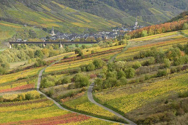 View over autumnal vineyards to the wine village of Ediger-Eller, Moselle, Rhineland-Palatinate, Germany, Europe