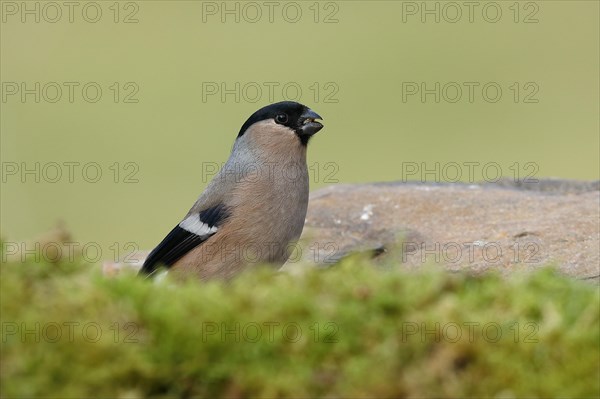 Eurasian bullfinch (Pyrrhula pyrrhula), female on a root on the forest floor, animal portrait, Wilnsdorf, North Rhine-Westphalia, Germany, Europe