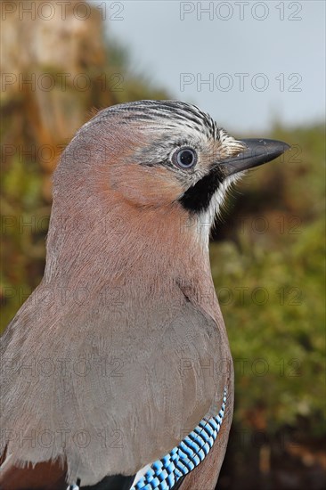 Eurasian jay (Garrulus glandarius), animal portrait, Wilnsdorf, North Rhine-Westphalia, Germany, Europe