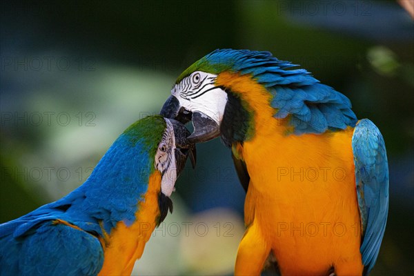 Blue and yellow macaw (Ara ararauna) Pantanal Brazil