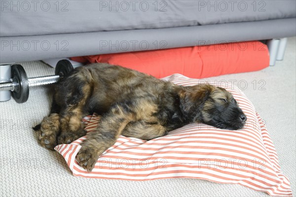A dog rests on a striped cushion under a grey sofa next to a dumbbell, Briard (Berger de Brie), puppy, 8 weeks old