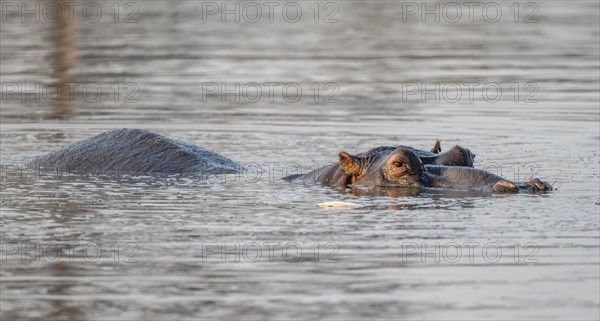 Hippopotamus (Hippopatamus amphibius) in the water at sunset with reflection, adult, Sabie River, Kruger National Park, South Africa, Africa