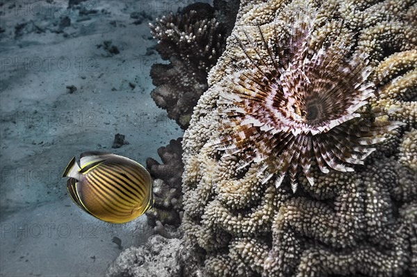 Mediterranean fanworm (Sabella spallanzanii), and Pacific rib butterflyfish (Chaetodon lunulatus), Wakatobi Dive Resort, Sulawesi, Indonesia, Asia