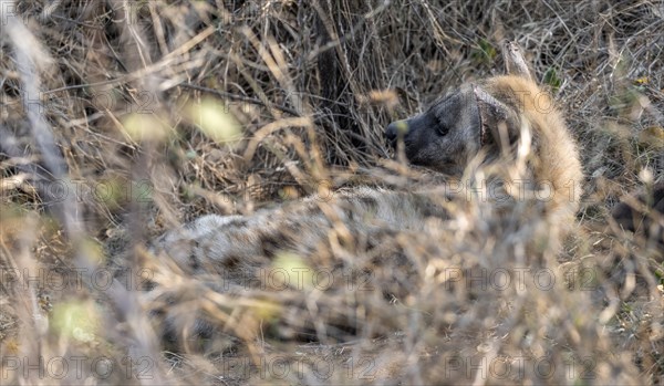 Spotted hyena (Crocuta crocuta), adult female lying in dry grass, Kruger National Park, South Africa, Africa