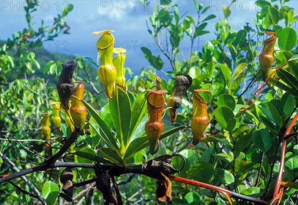 Seychelles, flora, pitcher plants, Africa