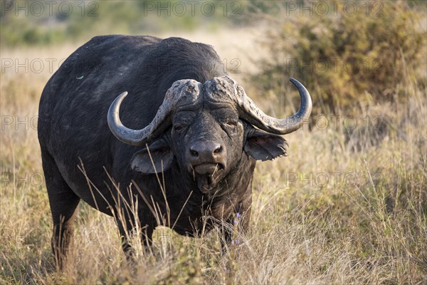 African buffalo (Syncerus caffer caffer) standing in dry grass, bull, African savannah, Kruger National Park, South Africa, Africa