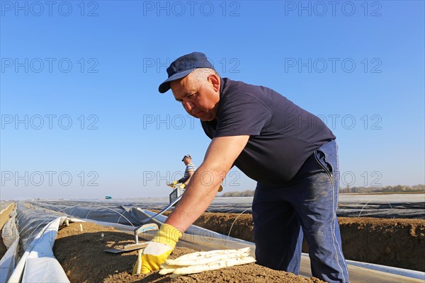 Harvest workers from Romania harvesting asparagus in a field near Mutterstadt, Rhineland-Palatinate