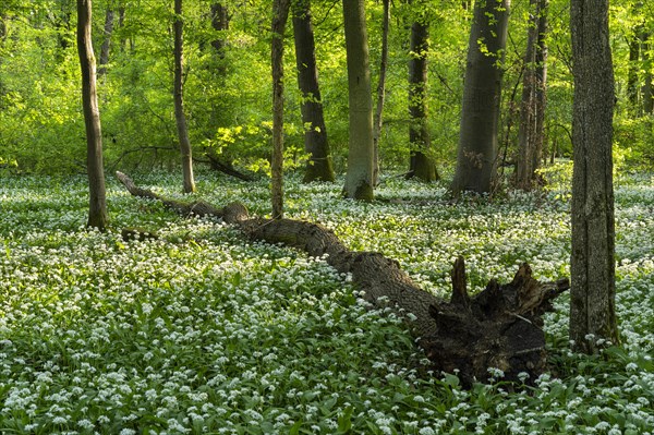 A deciduous forest with white flowering ramson (Allium ursinum) in spring in the evening sun. Dead wood lies on the forest floor. Rhine-Neckar district, Baden-Wuerttemberg, Germany, Europe