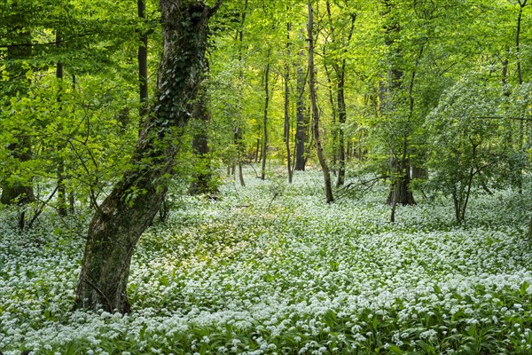 A deciduous forest with white flowering ramson (Allium ursinum) in spring in the evening sun. Rhine-Neckar district, Baden-Wuerttemberg, Germany, Europe