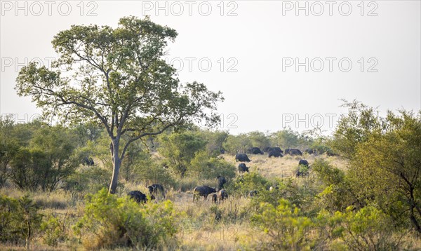 African buffalo (Syncerus caffer caffer), herd in the African savannah, Kruger National Park, South Africa, Africa