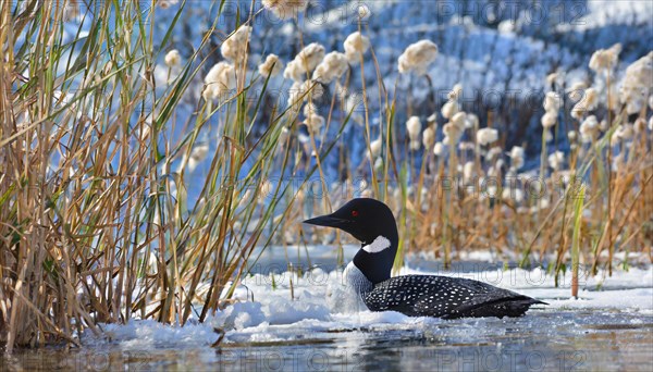 Ai generated, animal, animals, bird, birds, biotope, habitat, a, individual, swims, waters, reeds, water lilies, blue sky, foraging, wildlife, winter, seasons, loon, (Gavia immer), tundra, Greenland, Iceland, Canada, loon, winters on the coasts of Europe, North America