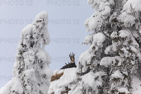 Chamois (Rupicapra rupicapra), lying in the snow, frontal, mountain forest, Ammergau Alps, Upper Bavaria, Bavaria, Germany, Europe