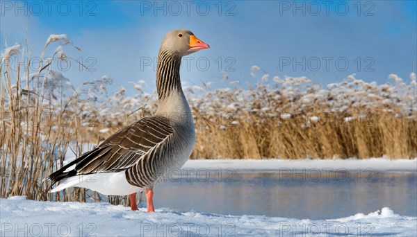 Ai generated, animal, animals, bird, birds, biotope, habitat, an, individual, water, reed, blue sky, foraging, wildlife, winter, snow, ice, snows, seasons, greylag goose (Anser anser)