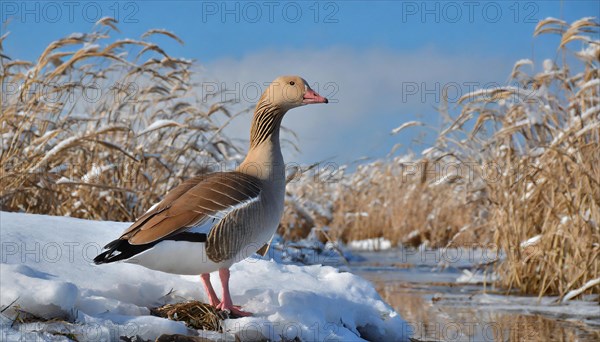 Ai generated, animal, animals, bird, birds, biotope, habitat, one, individual, winter, ice, snow, water, reeds, blue sky, foraging, wildlife, summer, seasons, greater white-fronted goose (Anser albifrons)