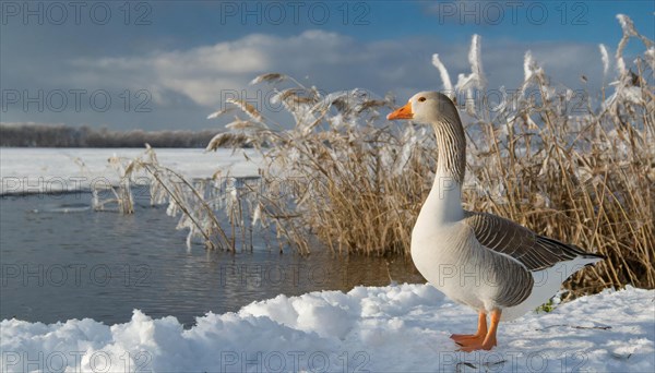 Ai generated, animal, animals, bird, birds, biotope, habitat, one, individual, ice, snow, winter, waters, reeds, blue sky, foraging, wildlife, seasons, greylag goose (Anser anser), goose, geese, geese birds