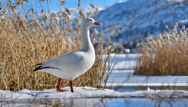 Ai generated, animal, animals, bird, birds, biotope, habitat, a, individual, swims, waters, reeds, water lilies, blue sky, foraging, wildlife, summer, seasons, mute swan (Cygnus olor)