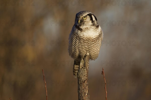 Northern hawk owl (Surnia ulula) in a hide, errant, Saxony, Germany, Europe