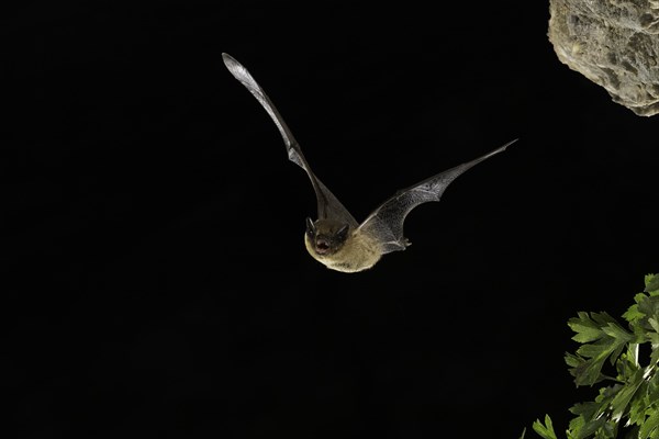 Common pipistrelle (Pipistrellus pipistrellus) in flight, Thuringia, Germany, Europe