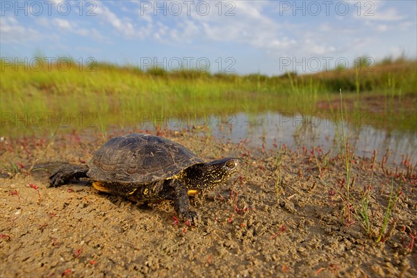 European pond turtle (Emys orbicularis), Danube Delta Biosphere Reserve, Romania, Europe