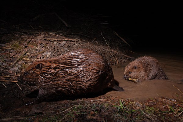 European beaver (Castor fiber) with young at the beaver lodge, Thuringia, Germany, Europe