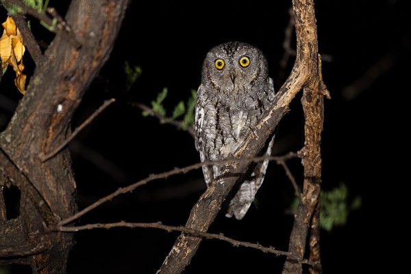 African scops owl (Otus senegalensis), Namibia, Africa