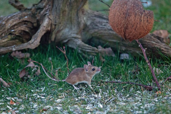 Wood mouse standing in green grass looking right in front of tree root with food bowl