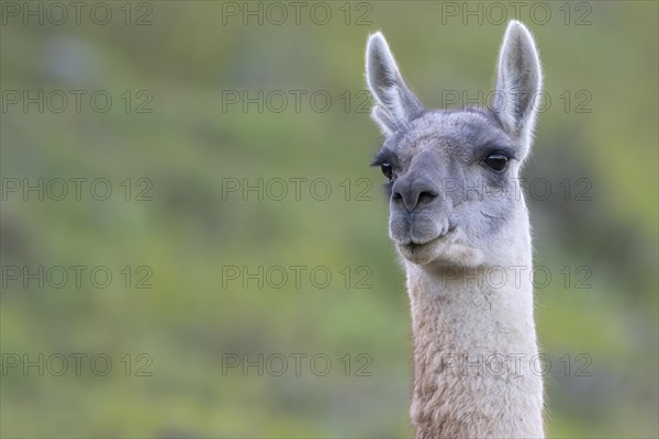 Guanaco (Llama guanicoe), Huanaco, adult, animal portrait, Torres del Paine National Park, Patagonia, end of the world, Chile, South America