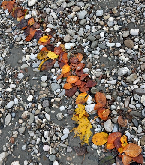 Autumnal red and yellow foliage forms a line on grey stones, river pebbles, Salzach, Burghausen, Upper Bavaria, Bavaria, Germany, Europe