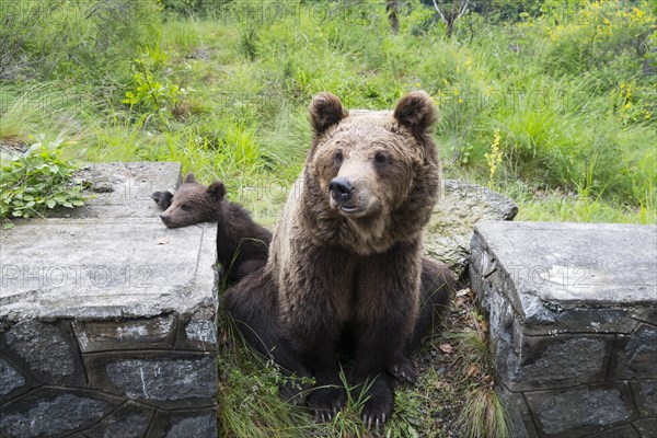 A large brown bear rests relaxed on a stone wall surrounded by green vegetation, European brown bear (Ursus arctos arctos), young, Transylvania, Carpathians, Romania, Europe