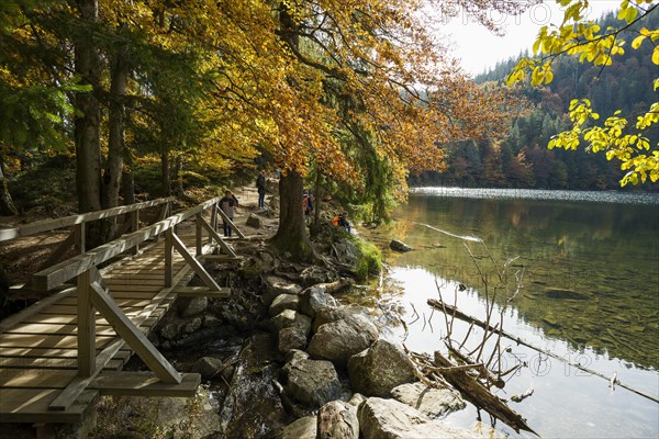 Lake and autumnal coloured forest, Feldsee, Feldberg, Black Forest, Baden-Wuerttemberg, Germany, Europe