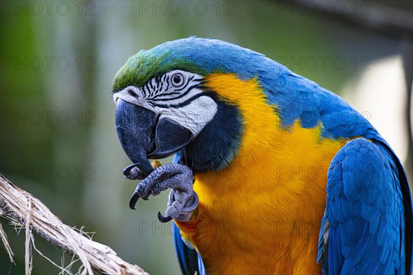 Blue and yellow macaw (Ara ararauna) Pantanal Brazil