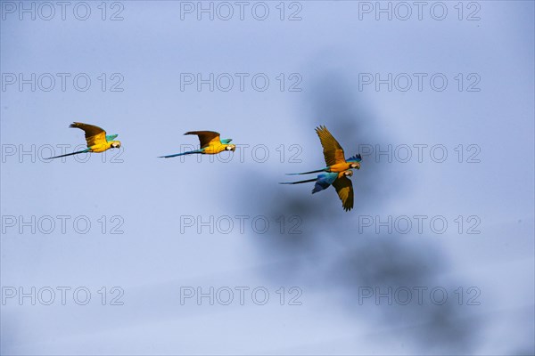 Blue and yellow macaw (Ara ararauna) Pantanal Brazil