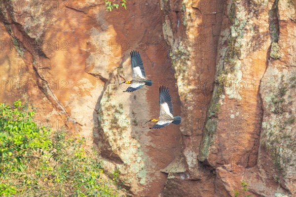 White-necked Ibis (Theristicus caudatus hyperorius) Pantanal Brazil