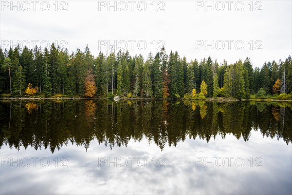 Lake and autumn forest, Mathisleweiher, near Hinterzarten, Black Forest, Baden-Wuerttemberg, Germany, Europe