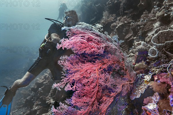 Knotted fan coral (Melithaea ochracea), with divers, Wakatobi Dive Resort, Sulawesi, Indonesia, Asia