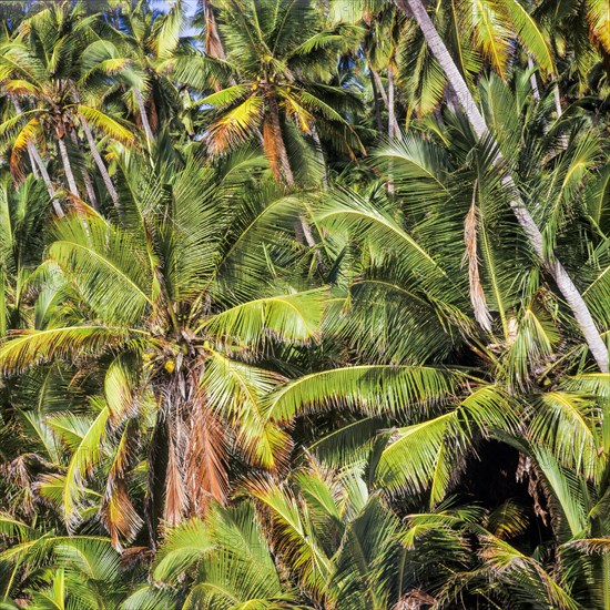 Seychelles, tropical fruits, coconut palms, Africa