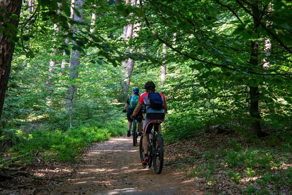 Group of mountain bikers in the forest