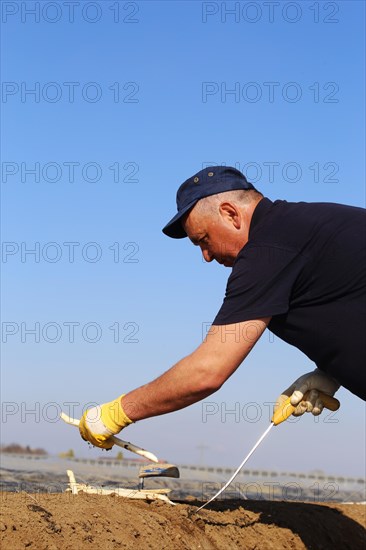 Harvest workers from Romania harvesting asparagus in a field near Mutterstadt, Rhineland-Palatinate