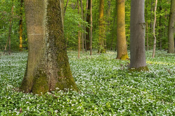 A deciduous forest with white flowering ramson (Allium ursinum) in spring in the evening sun. Rhine-Neckar district, Baden-Wuerttemberg, Germany, Europe