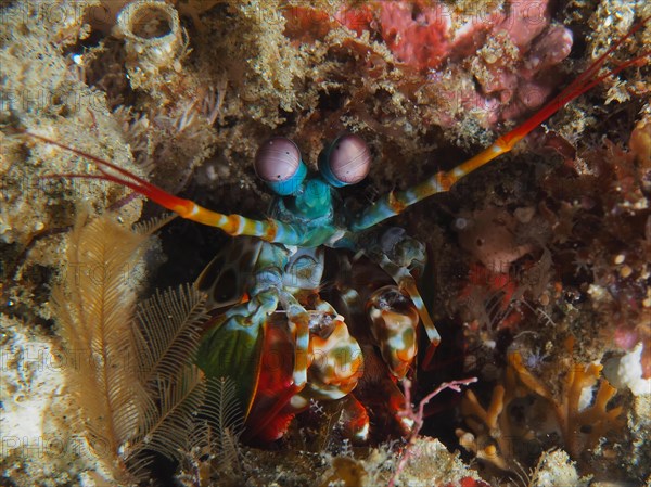 Peacock mantis shrimp (Odontodactylus scyllarus), Sodwana Bay National Park dive site, Maputaland Marine Reserve, KwaZulu Natal, South Africa, Africa