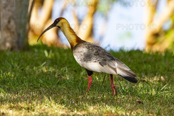 White-necked Ibis (Theristicus caudatus hyperorius) Pantanal Brazil