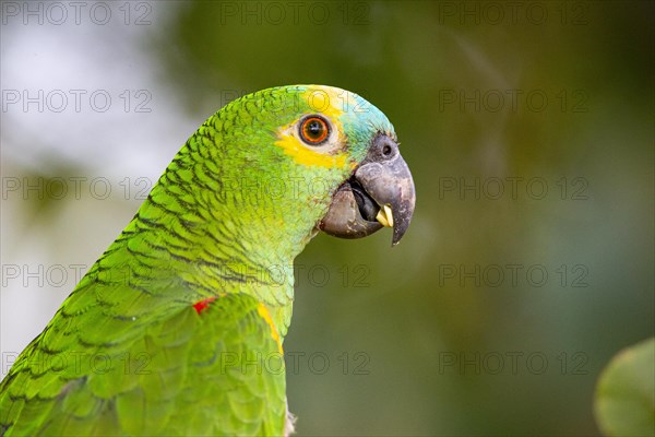 Blue-fronted Amazon (Amazona aestiva (Pantanal Brazil