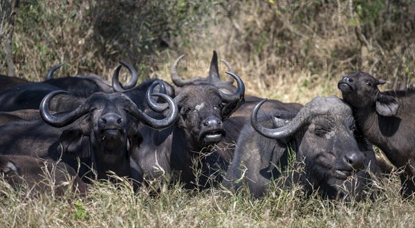 Herd of african buffalo (Syncerus caffer caffer) lying in dry grass, African savannah, Kruger National Park, South Africa, Africa