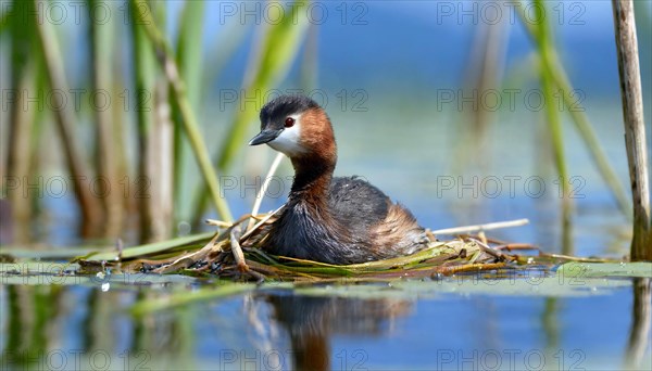 Ai generated, animal, animals, bird, birds, biotope, habitat, a, individual, swims, waters, reeds, blue sky, foraging, wildlife, water lilies, summer, seasons, red-necked grebe (Podiceps grisegena), sits, nest, Europe, juvenile