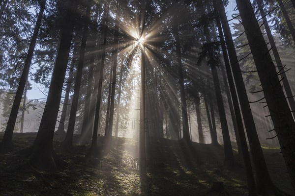 Sunbeams between trees in the forest, haze, fog, backlight, mountain forest, Upper Bavaria, Bavaria, Germany, Europe